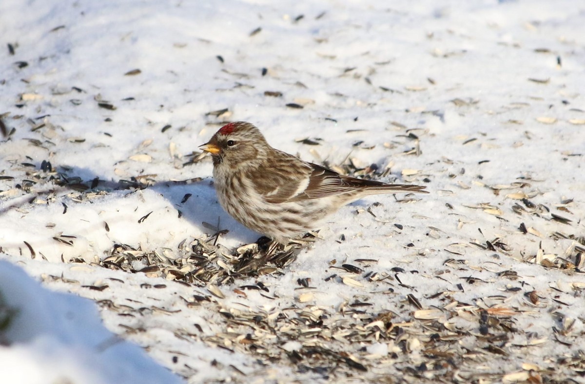 Common/Hoary Redpoll - ML616891939