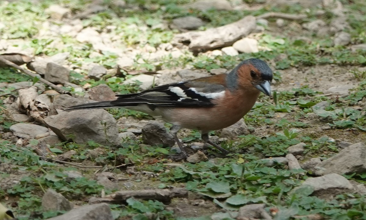 Common Chaffinch - ML616891949