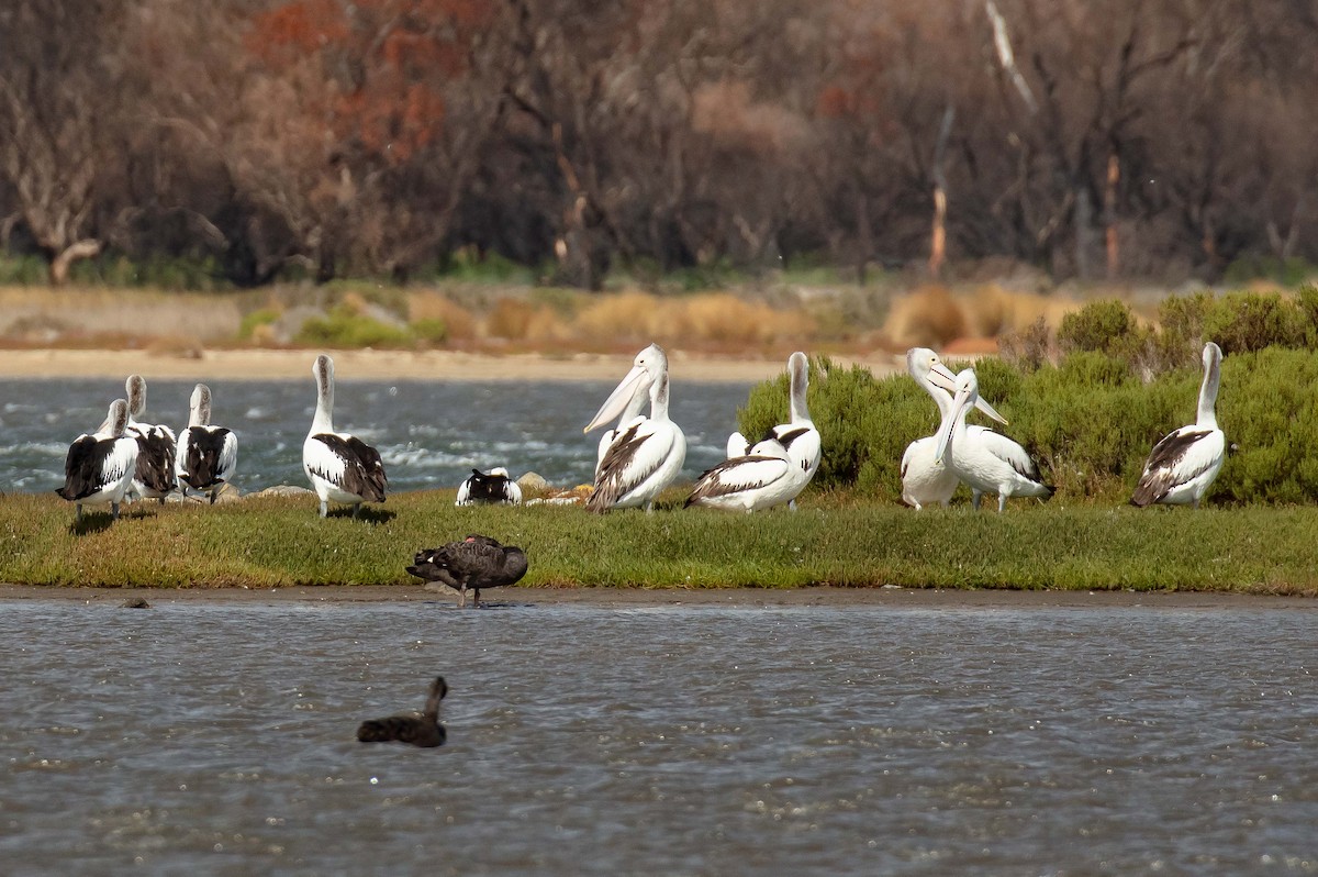 Australian Pelican - ML616892000