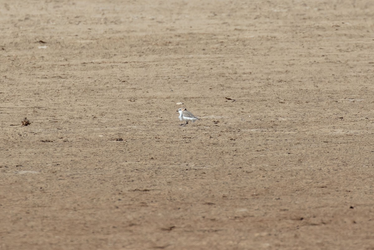Red-capped Plover - ML616892009