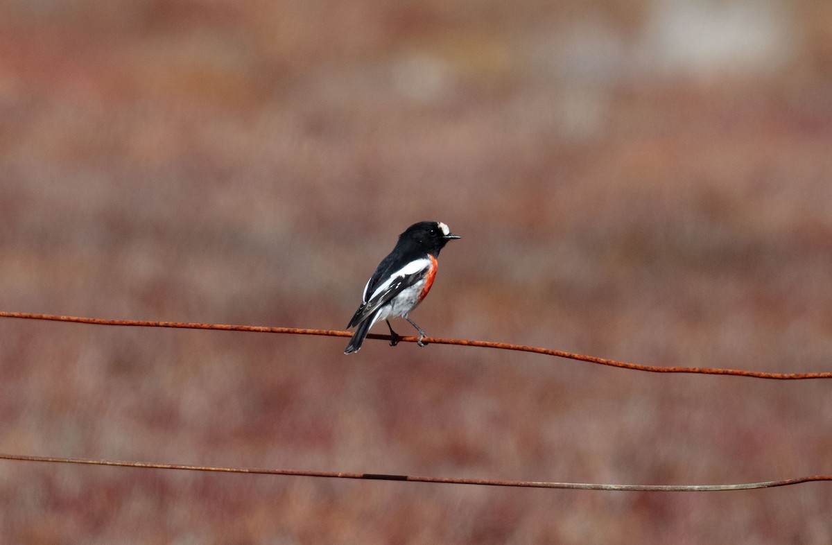 Scarlet Robin - ML616892019