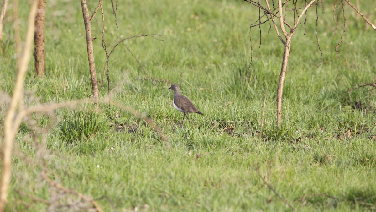 Senegal Lapwing - ML616892021