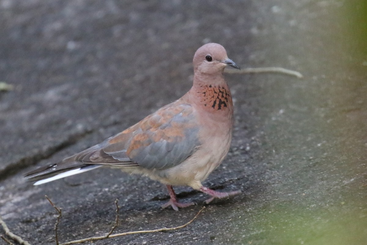 Laughing Dove - ML616892039