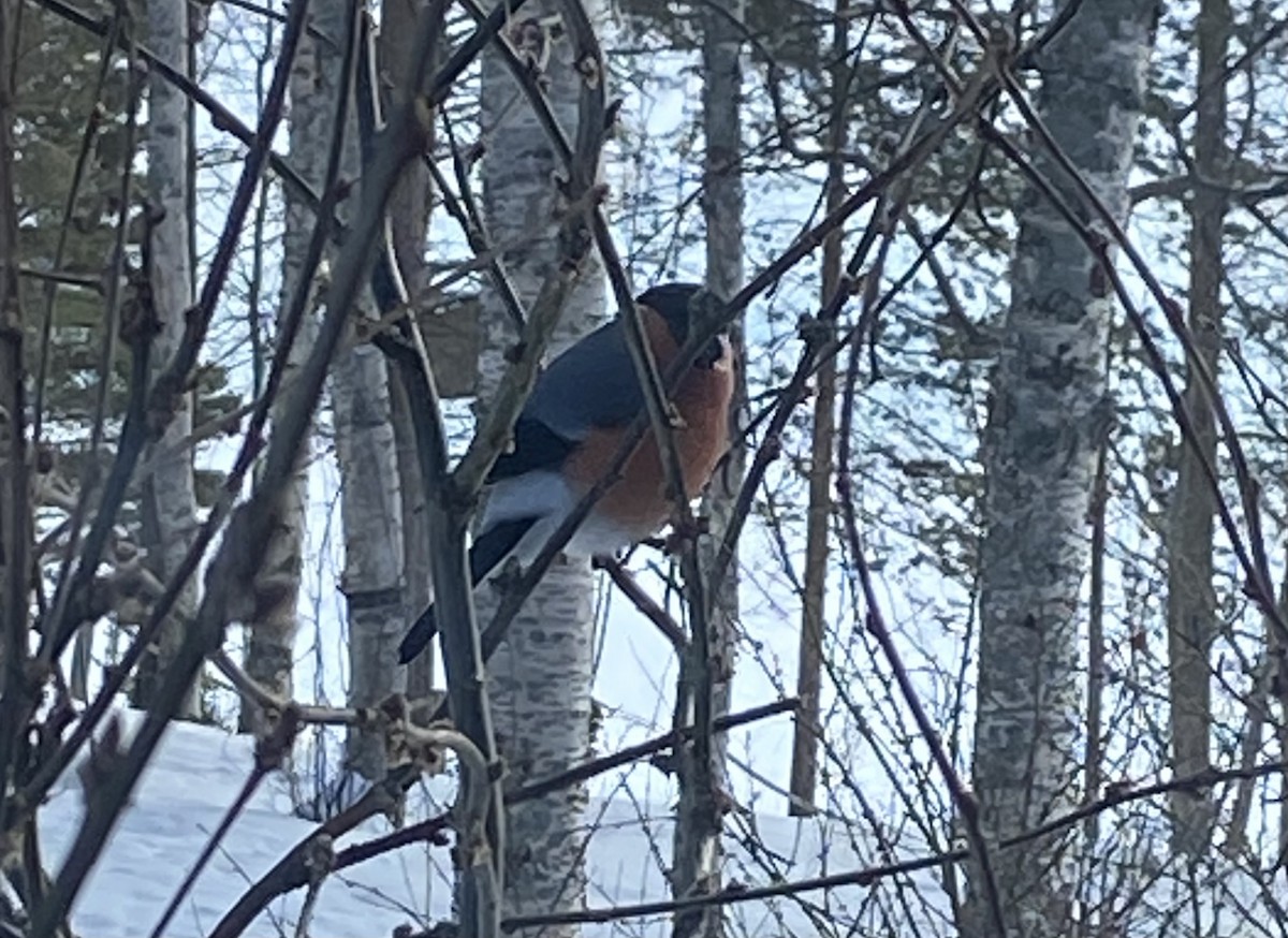 Eurasian Bullfinch - ML616892068