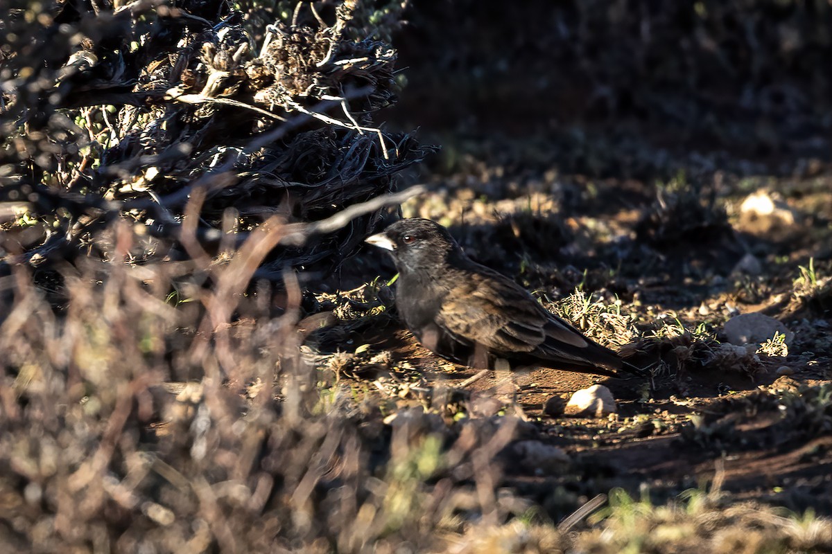 Black-eared Sparrow-Lark - ML616892114