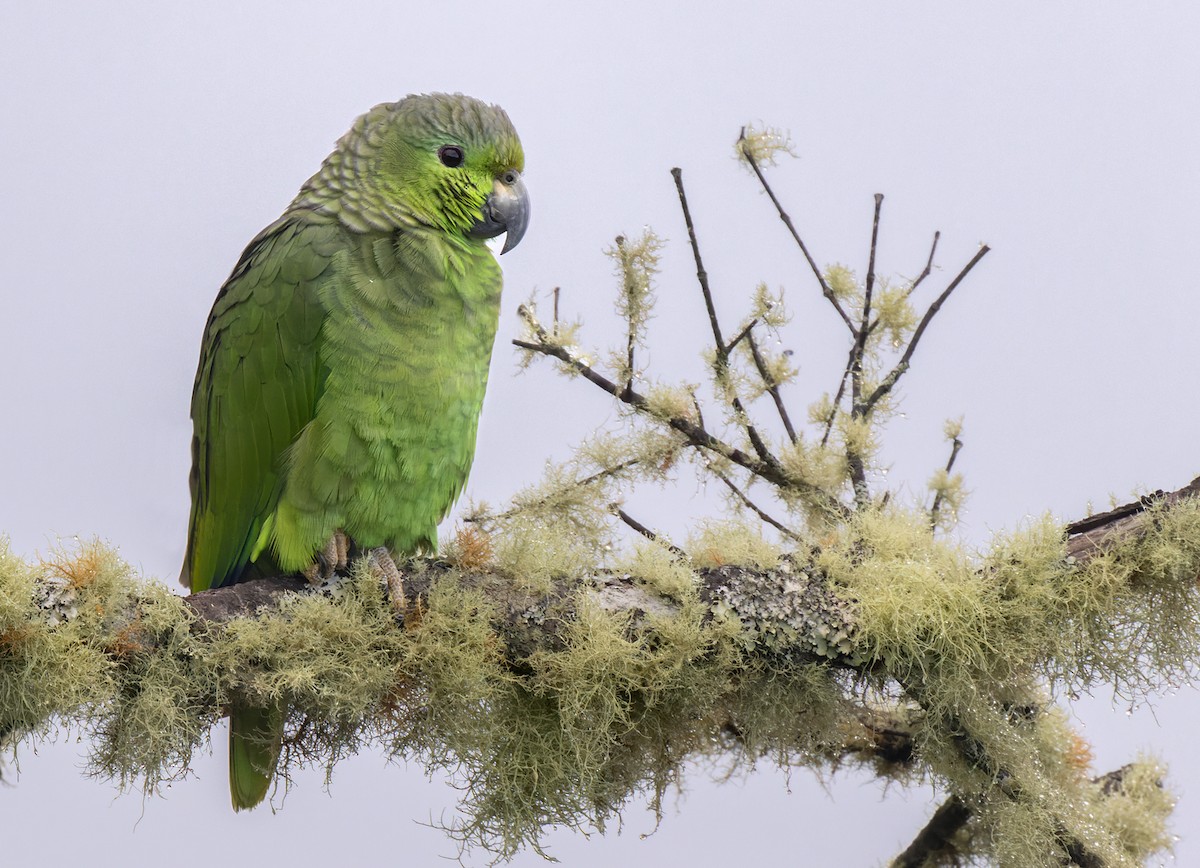 Scaly-naped Amazon - Lars Petersson | My World of Bird Photography