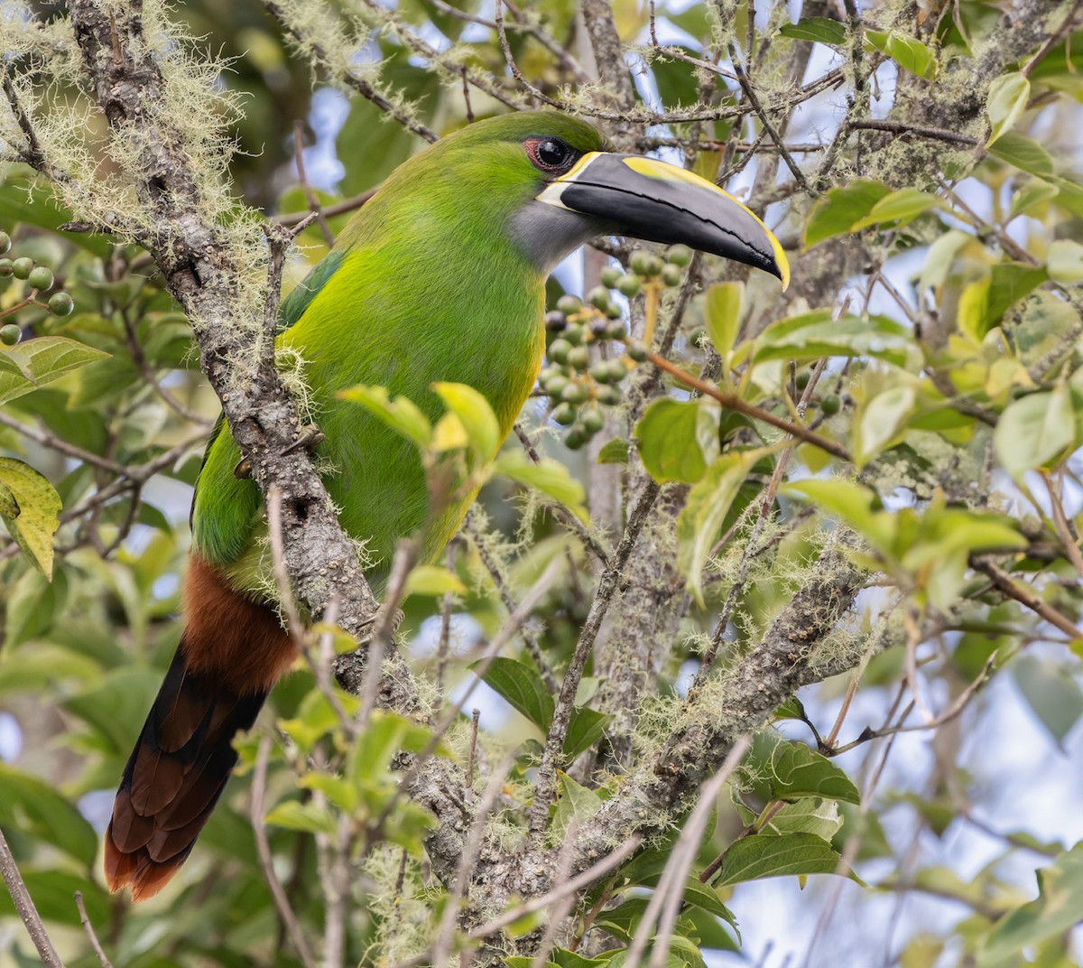 Southern Emerald-Toucanet (Santa Marta) - ML616892159