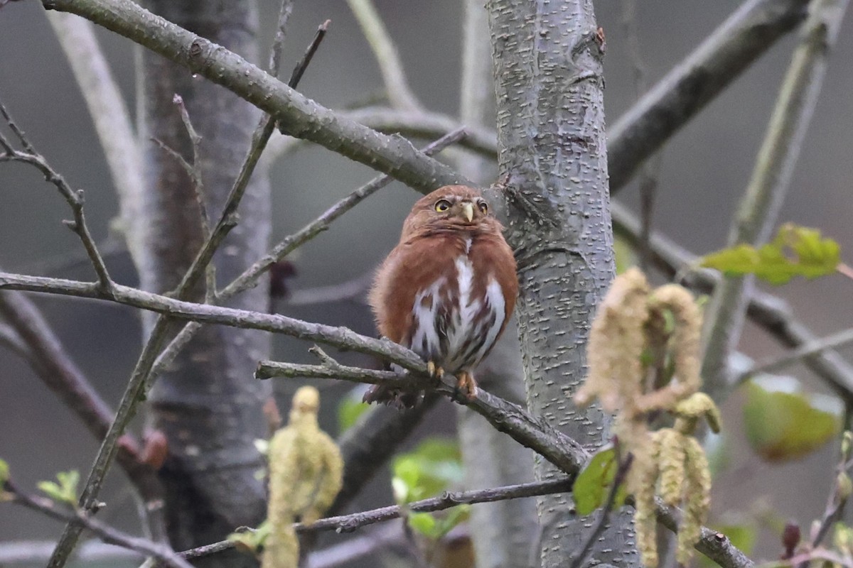 Northern Pygmy-Owl (Guatemalan) - ML616892166