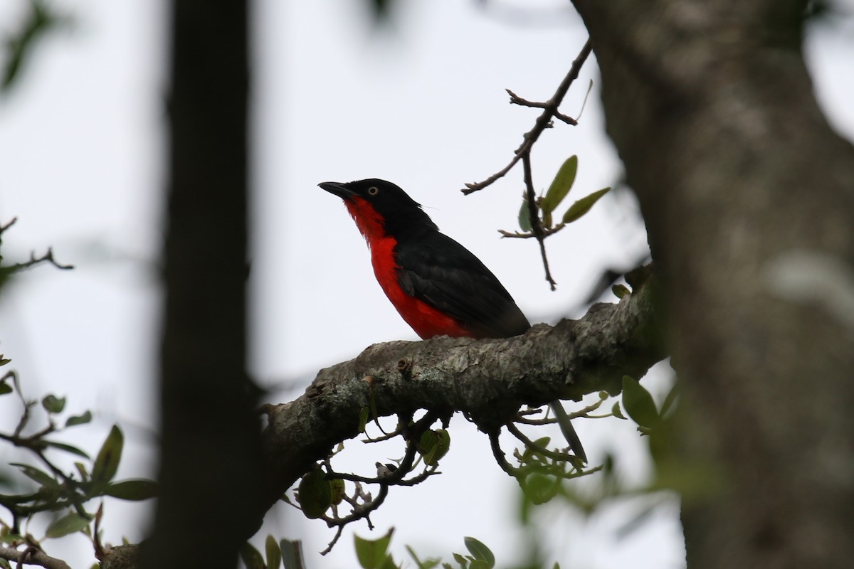 Black-headed Gonolek - Fikret Ataşalan