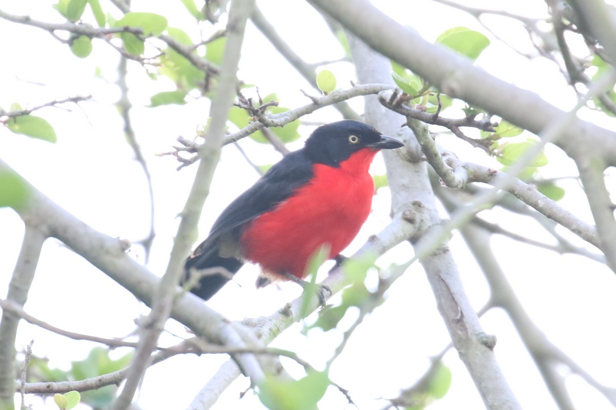 Black-headed Gonolek - Fikret Ataşalan