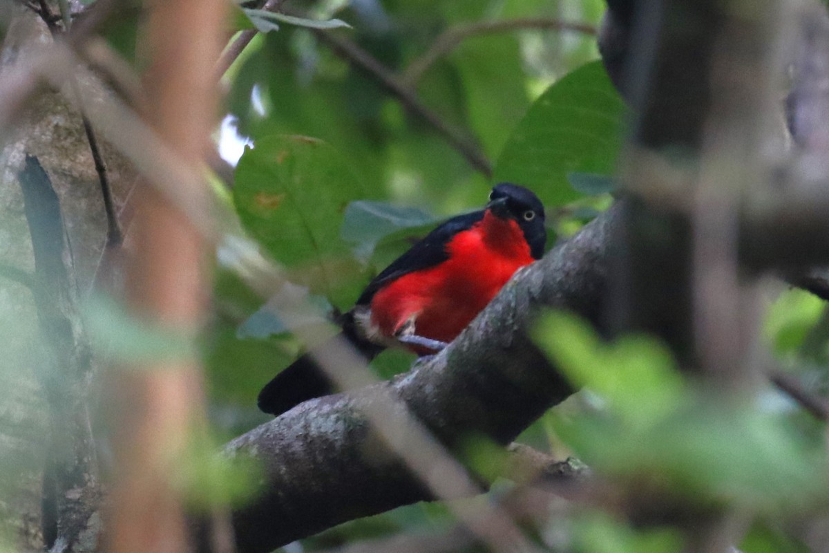 Black-headed Gonolek - Fikret Ataşalan