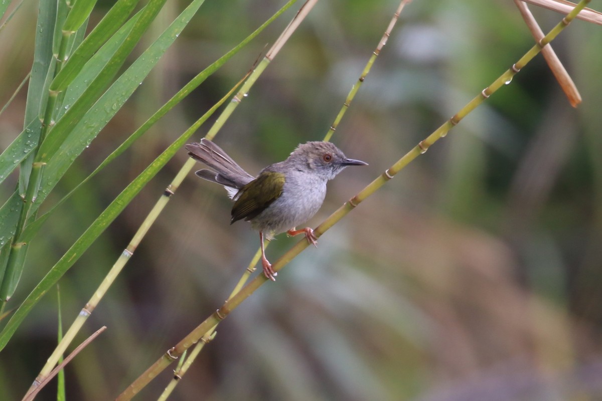 Green-backed Camaroptera - Fikret Ataşalan