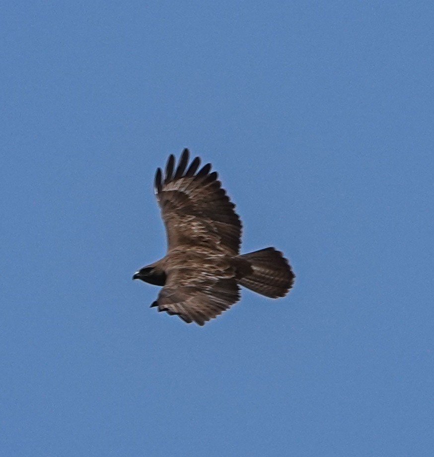 歐亞鵟 - ML616892237