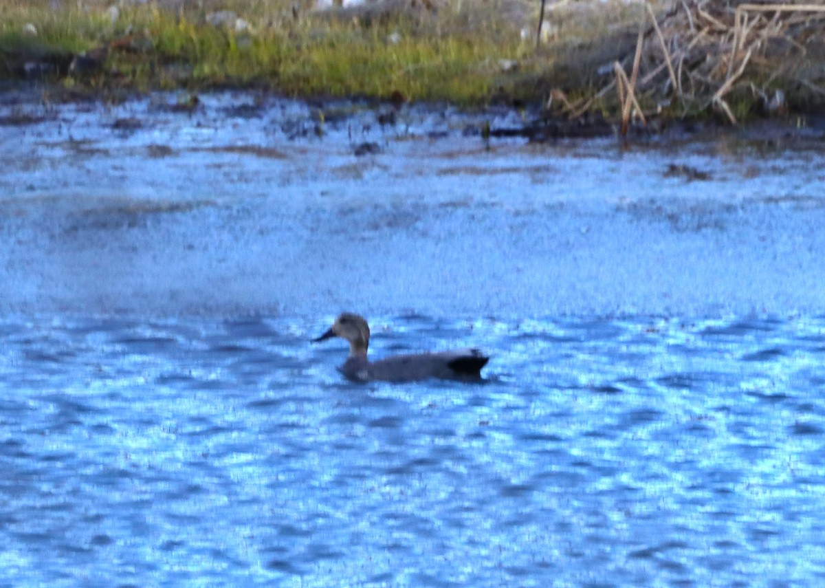 Canard chipeau - ML616892243