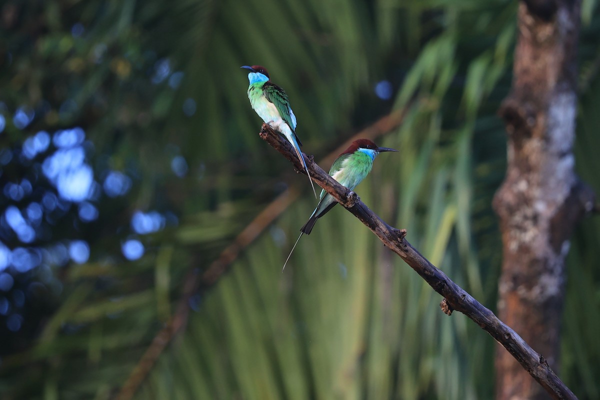 Abejaruco Gorjiazul - ML616892286