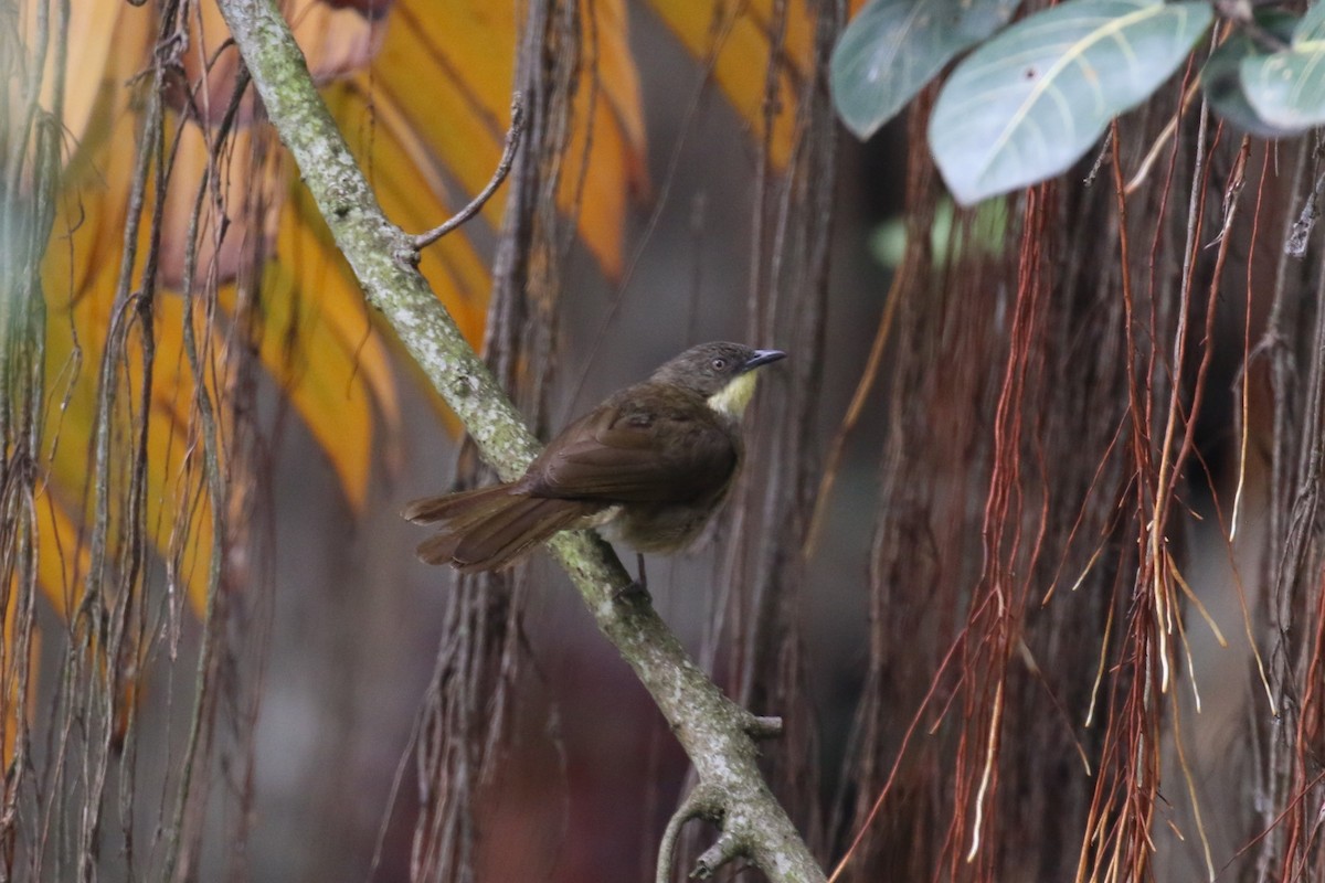 Bulbul à gorge claire - ML616892293