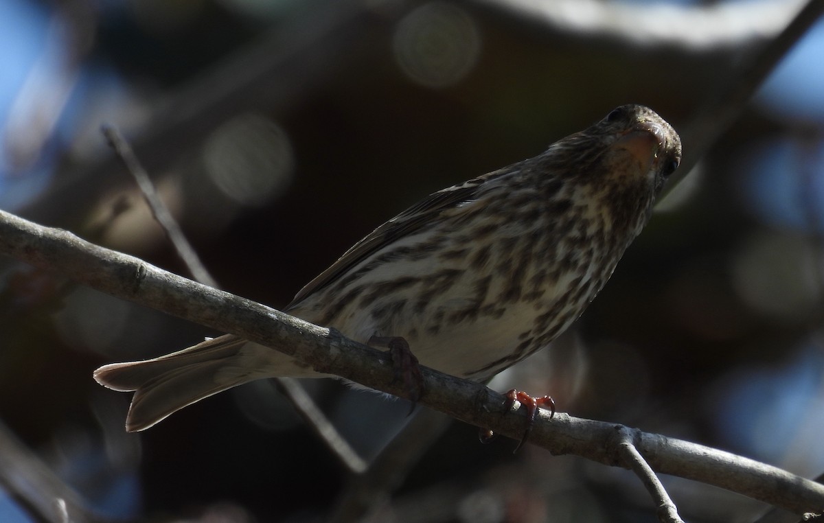 Purple Finch - ML616892398