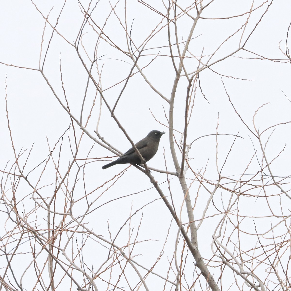 Rusty Blackbird - ML616892407