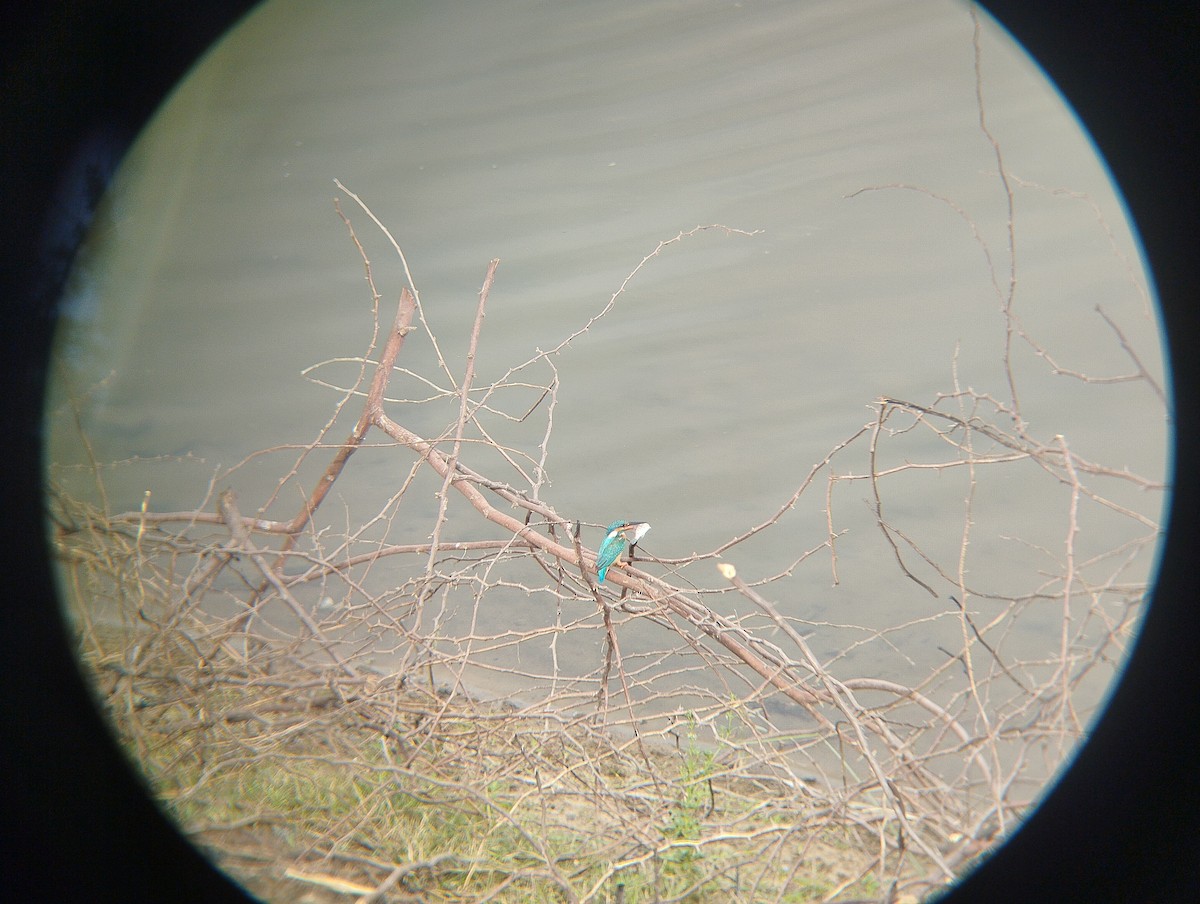 Common Kingfisher - Siva T