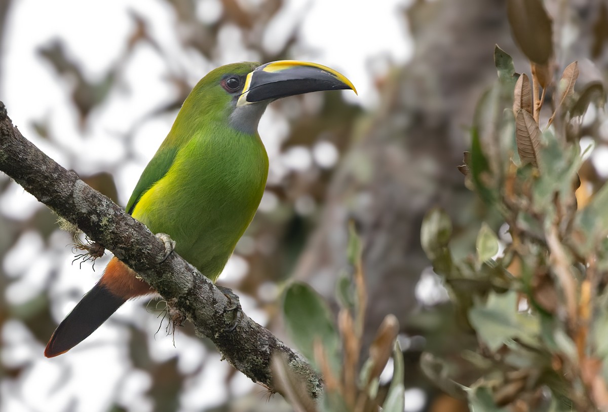 arassari bělohrdlý (ssp. lautus) - ML616892429