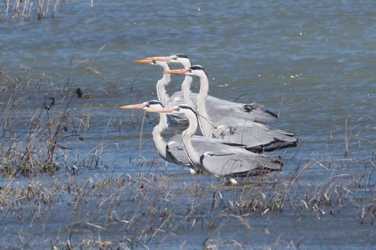 Gray Heron - Asmus Schröter