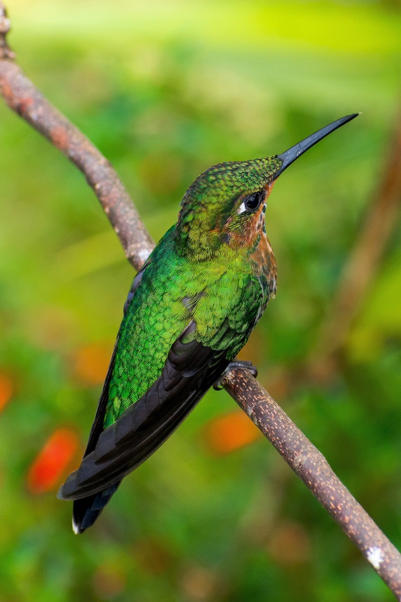kolibřík subtropický - ML616892495