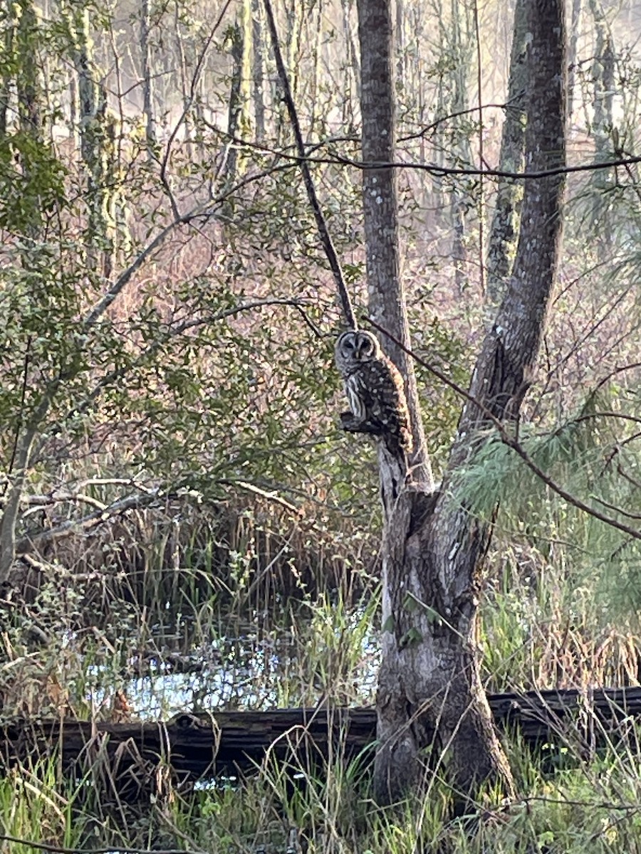 Barred Owl - ML616892505