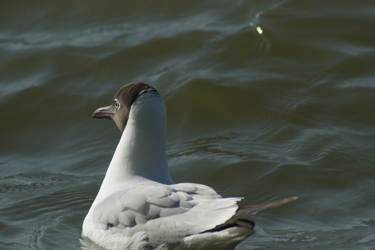 Brown-headed Gull - ML616892523