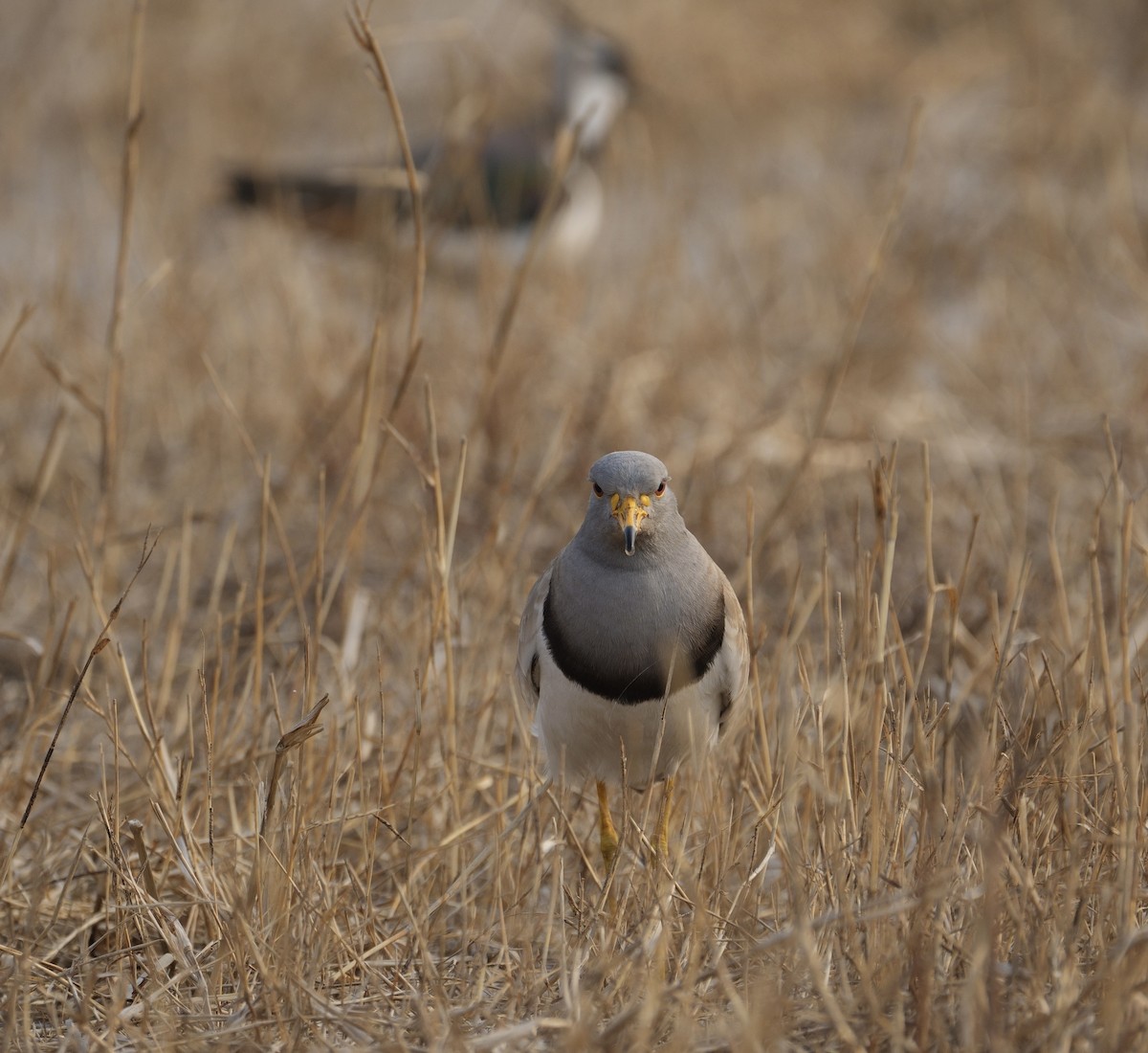 Gray-headed Lapwing - ML616892540