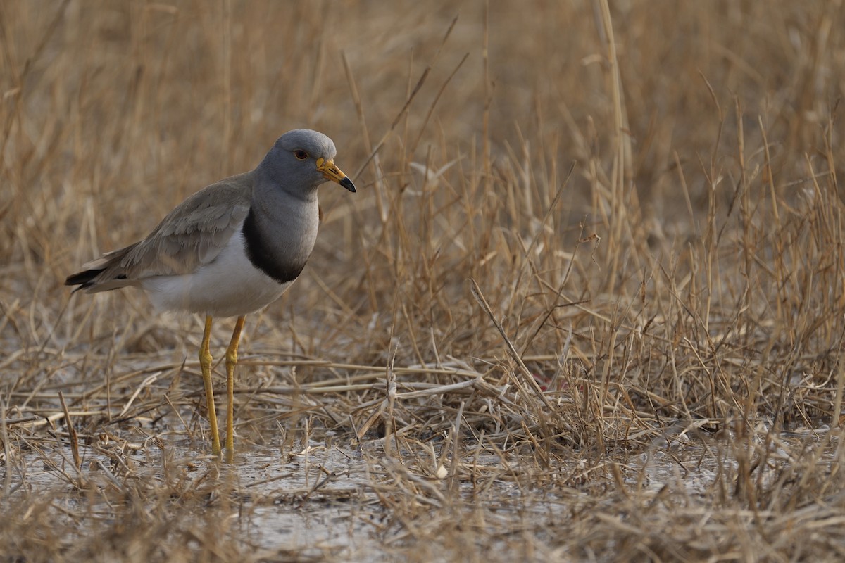 Gray-headed Lapwing - ML616892542