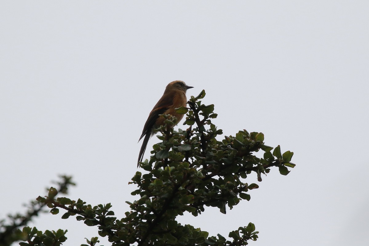 Brown-backed Chat-Tyrant - ML616892543