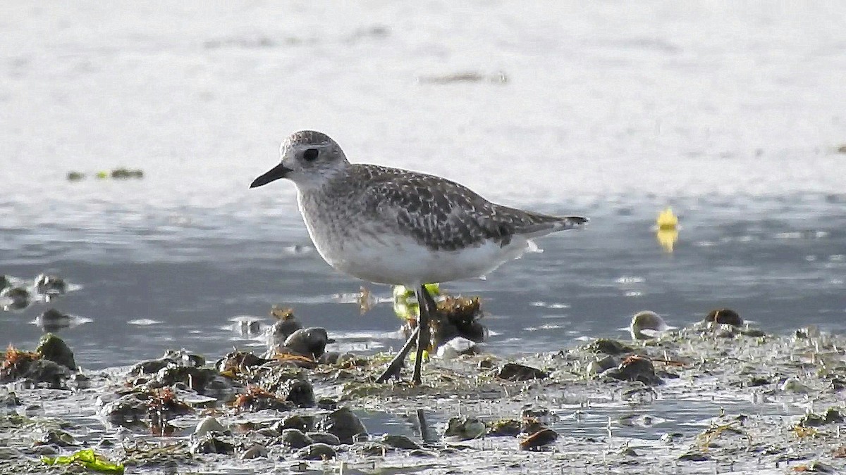 Black-bellied Plover - Miguel Ansenuza