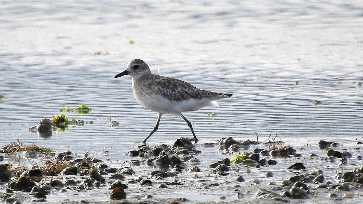 Black-bellied Plover - Miguel Ansenuza