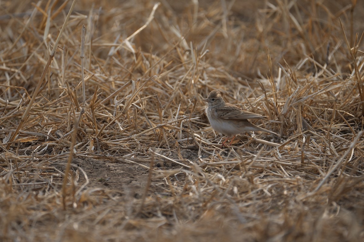 Asian Short-toed Lark - LiCheng Wang