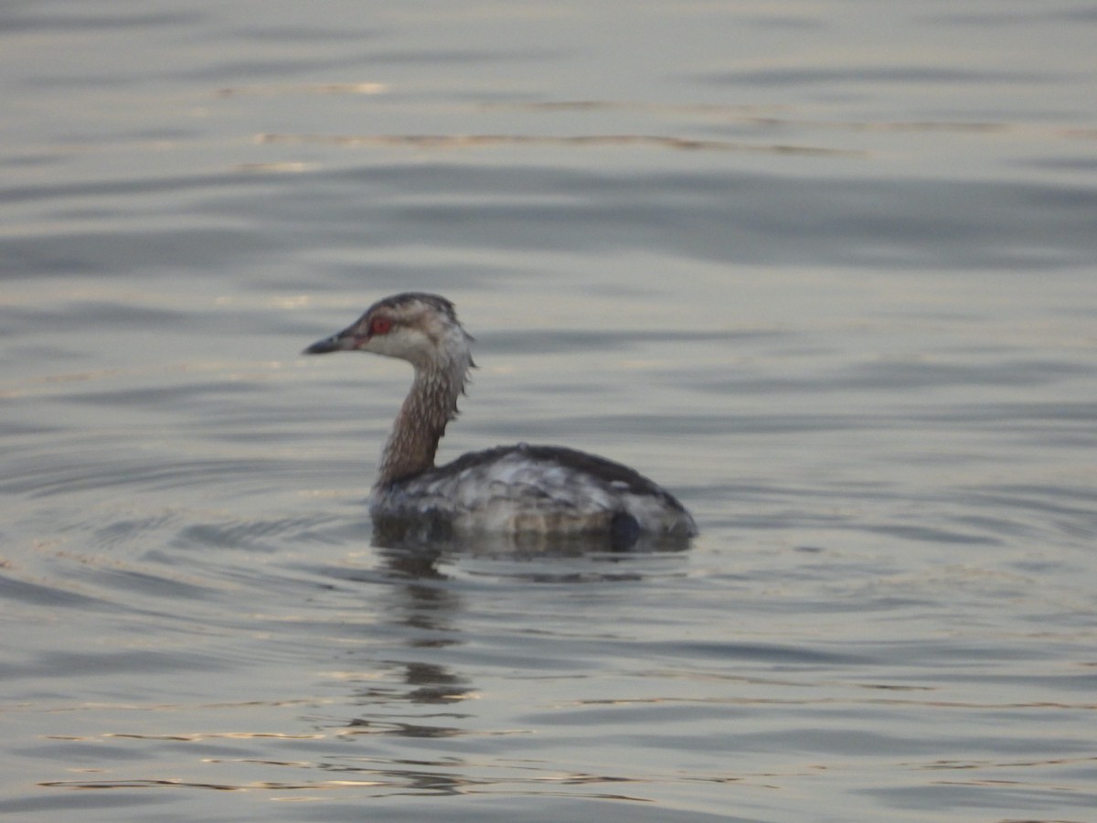Horned Grebe - ML616892620