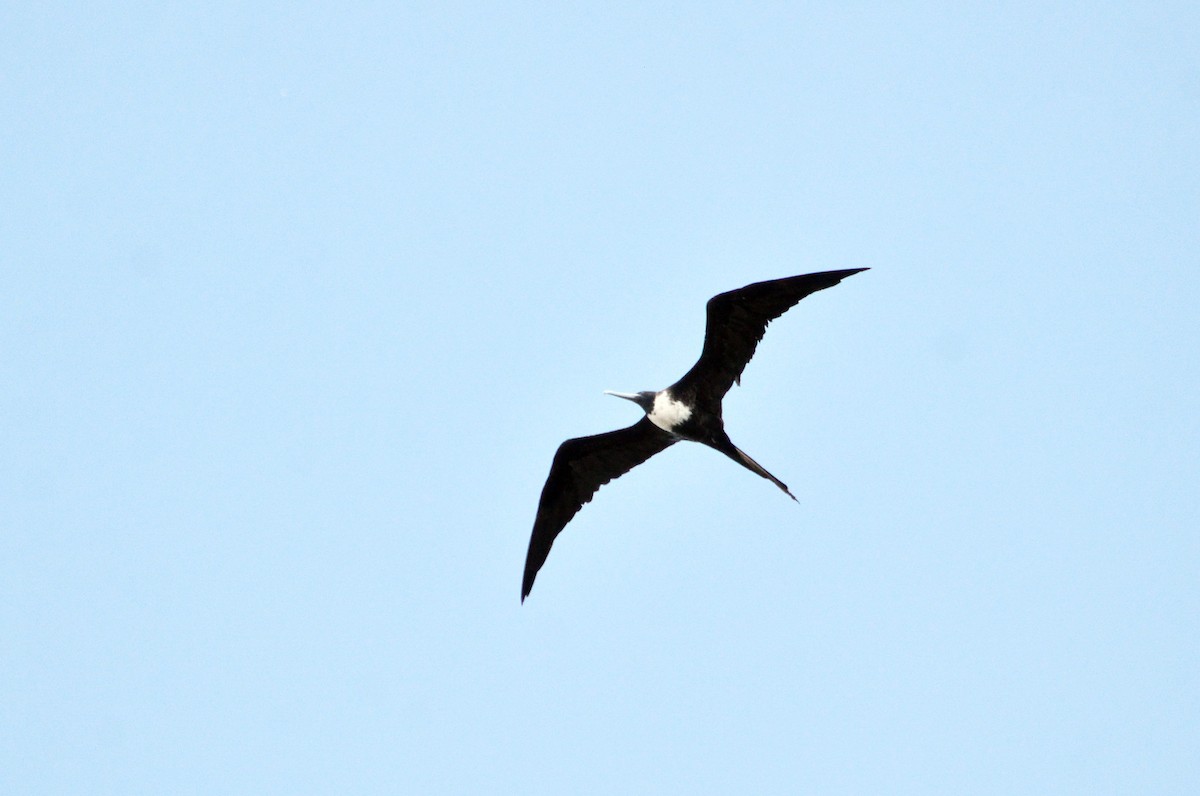 Magnificent Frigatebird - ML616892622