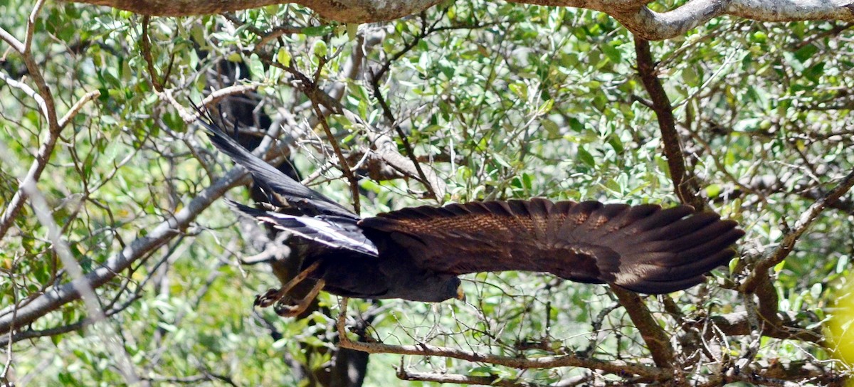 Common Black Hawk - Jean and Bob Hilscher