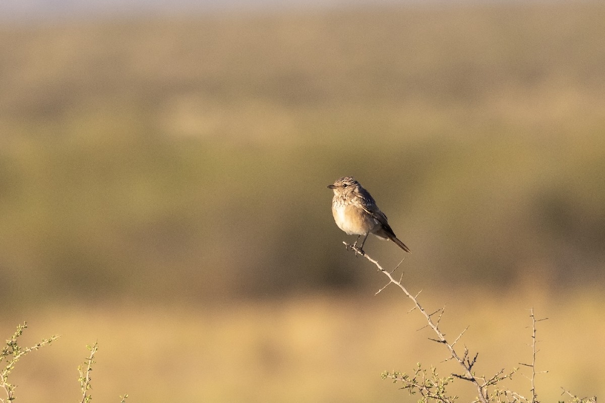 Chat Flycatcher - ML616892646