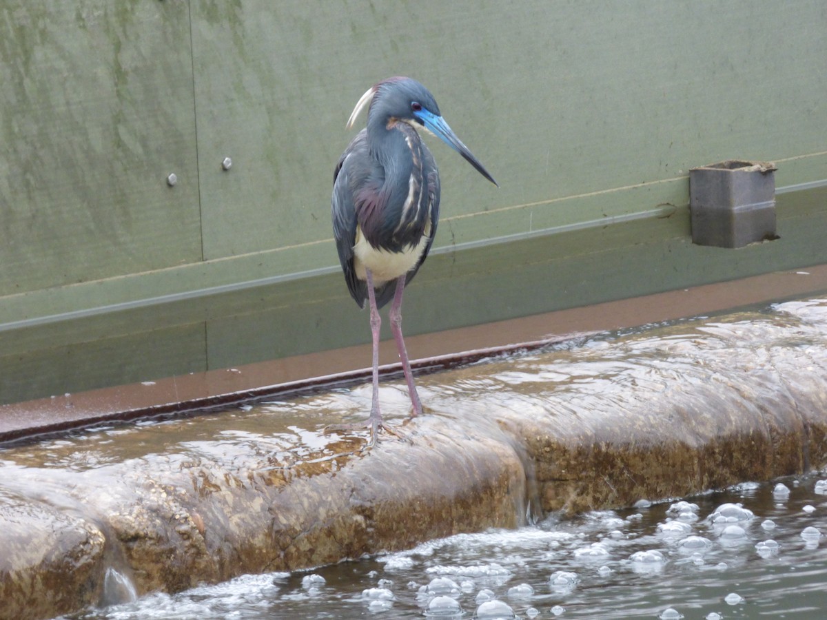 Tricolored Heron - ML616892654