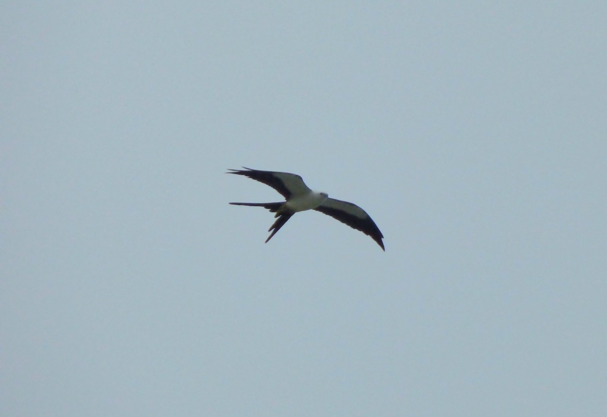 Swallow-tailed Kite - ML616892671