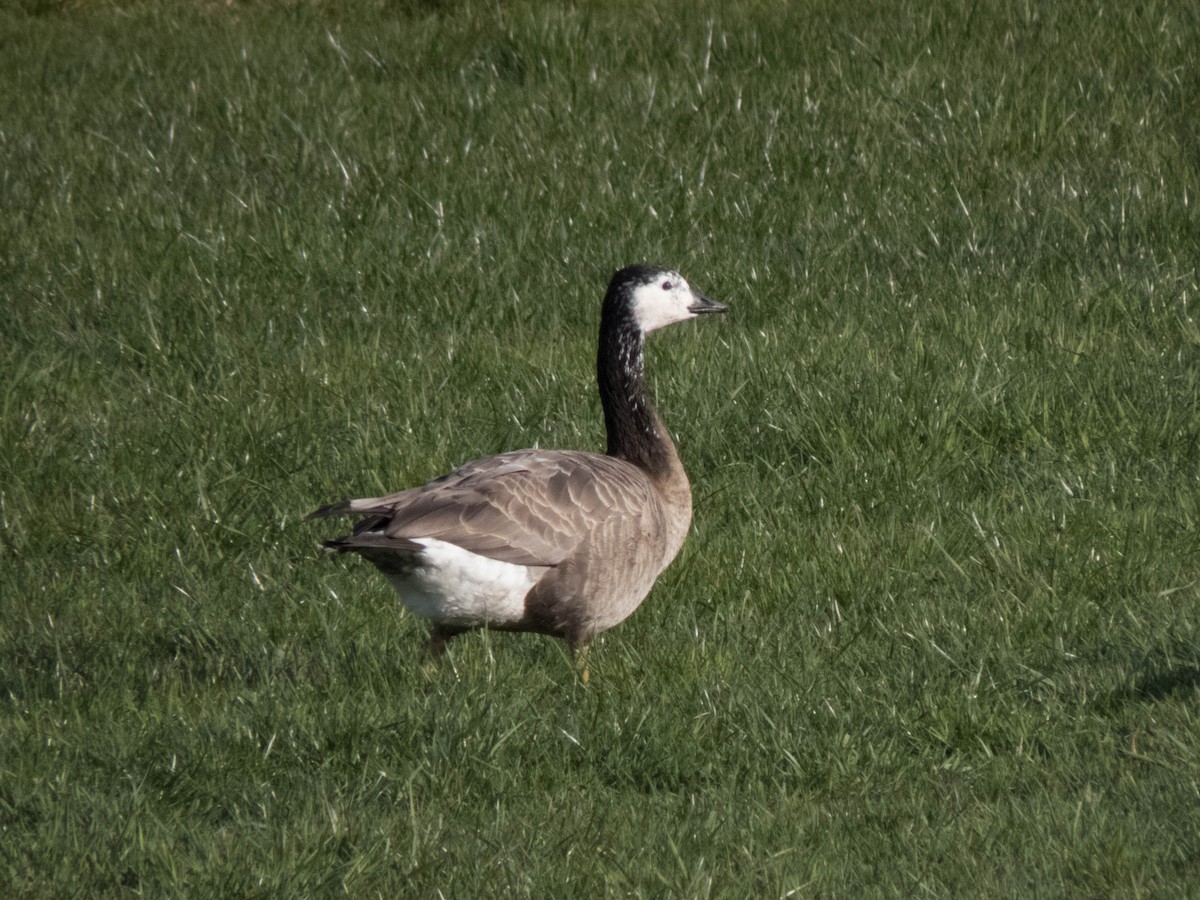 goose sp. - ML616892730