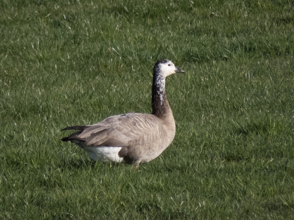 goose sp. - ML616892731