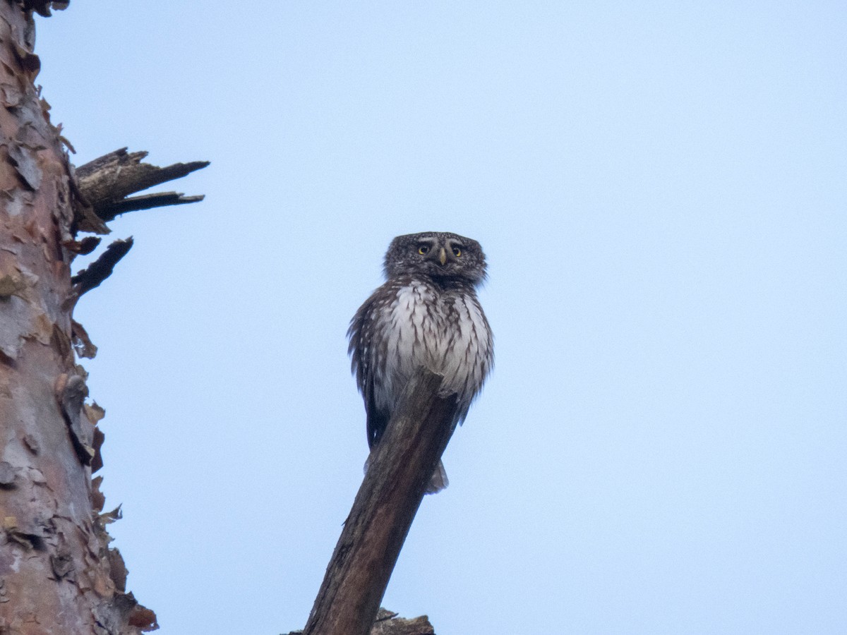 Eurasian Pygmy-Owl - ML616892752