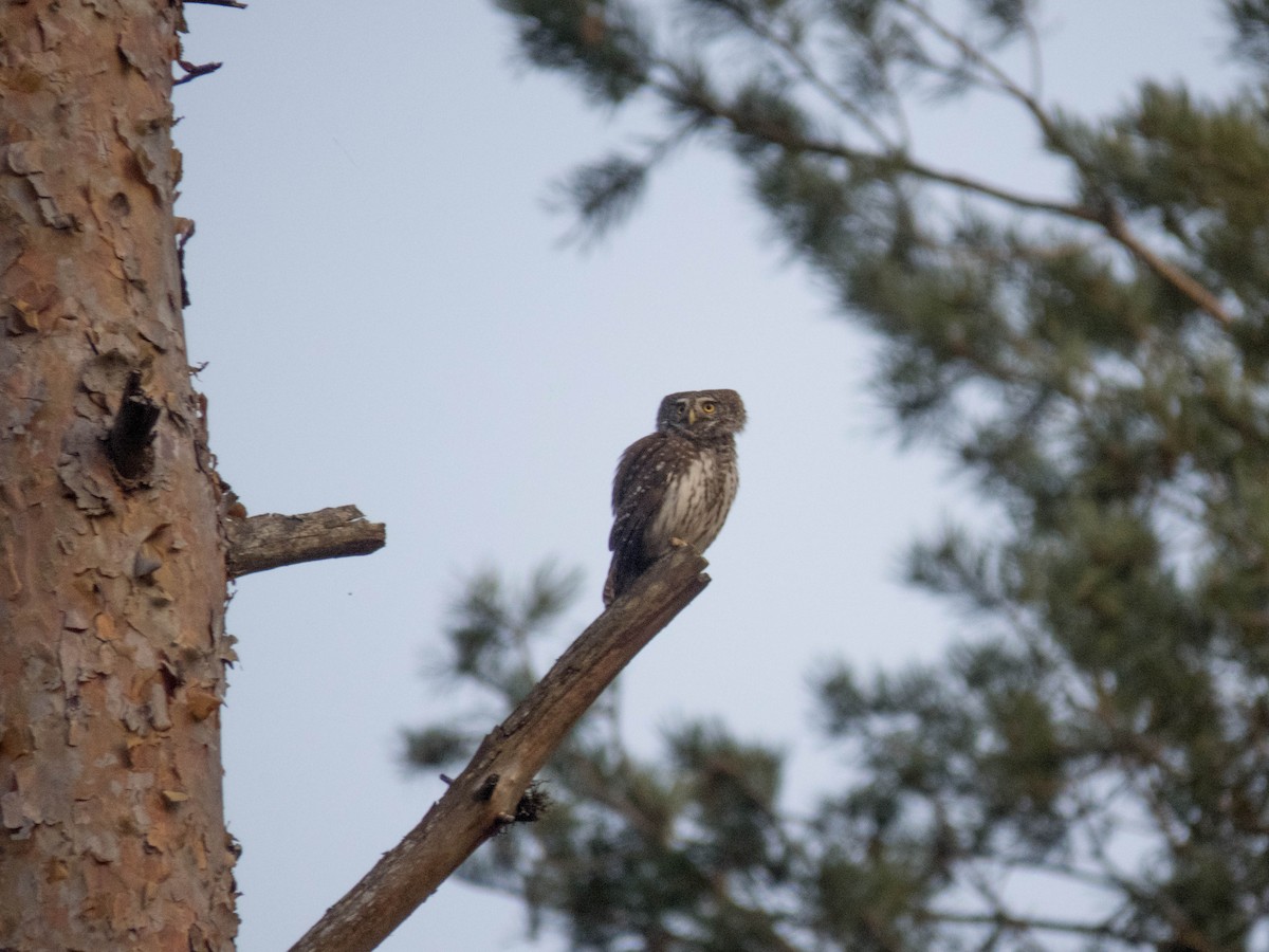 Eurasian Pygmy-Owl - ML616892753