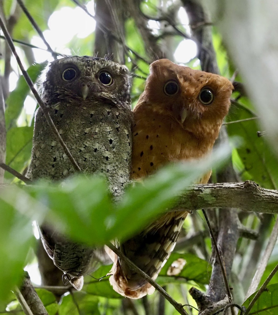 Sokoke Scops-Owl - ML616892784