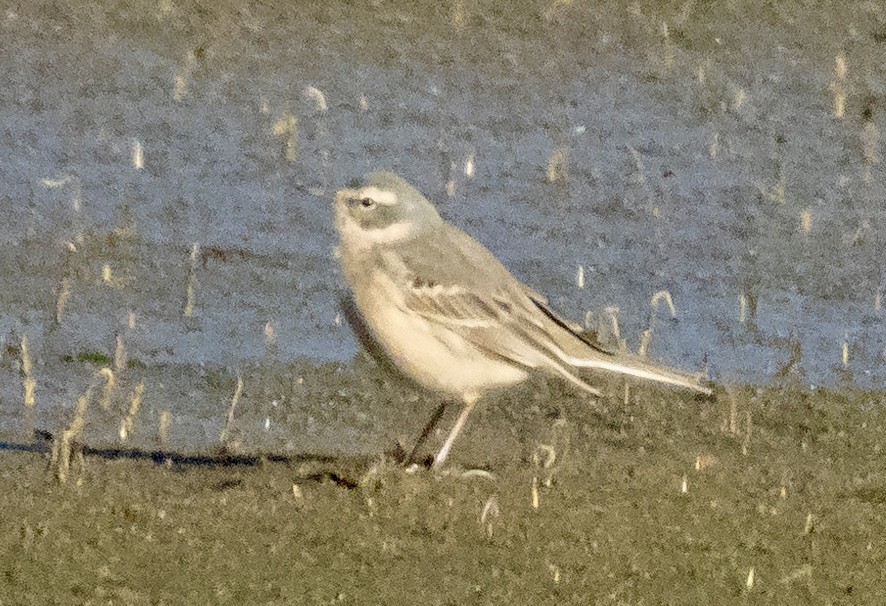 Water Pipit - ML616892887