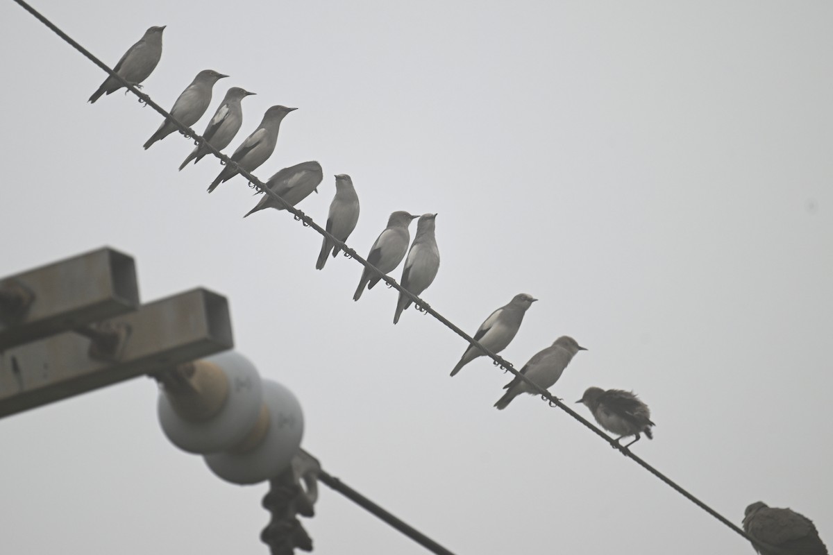 White-shouldered Starling - ML616892932