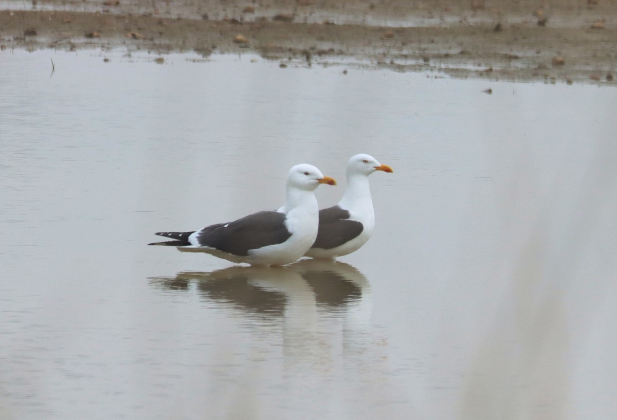 Lesser Black-backed Gull - ML616892992