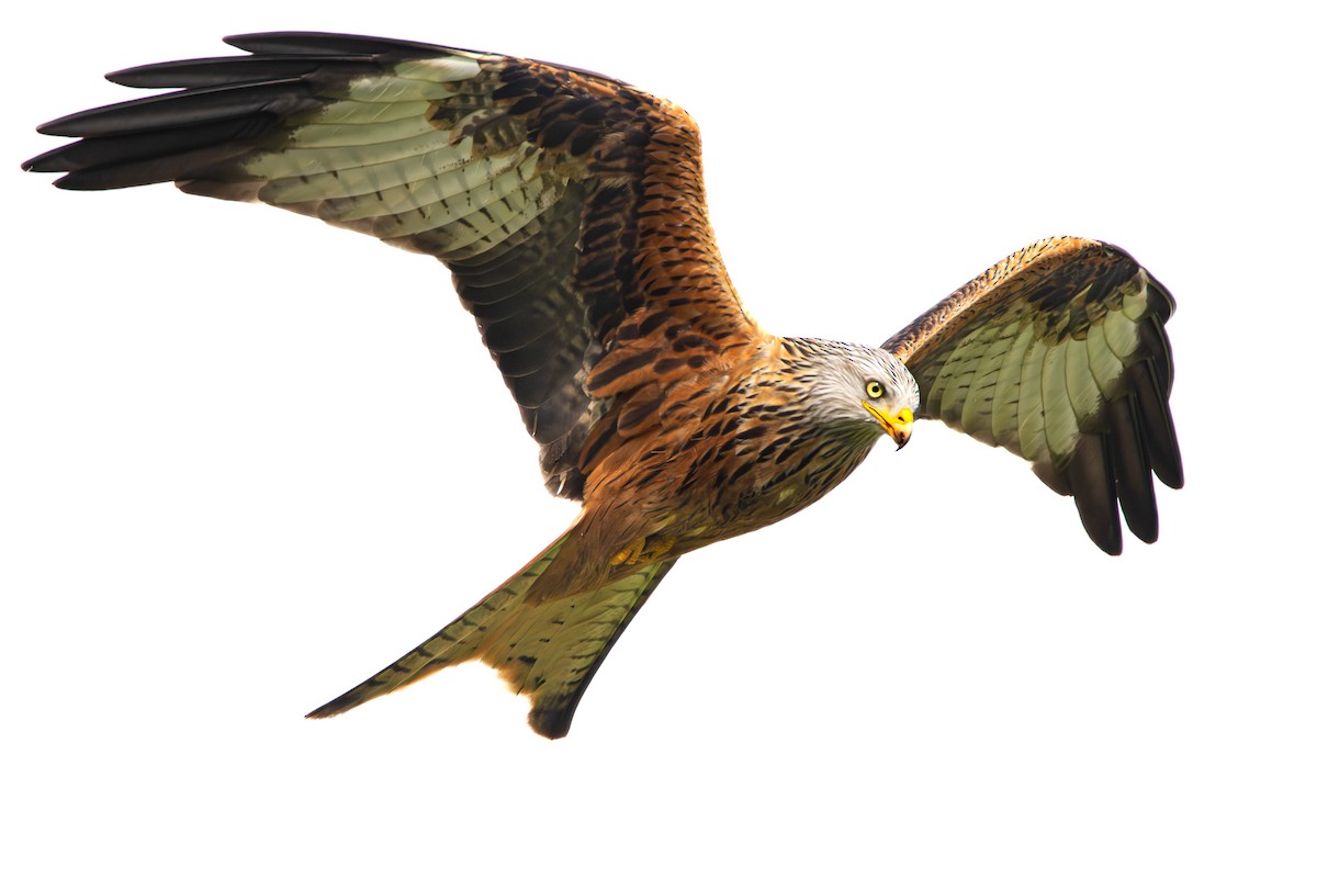 Red Kite - ML616893019