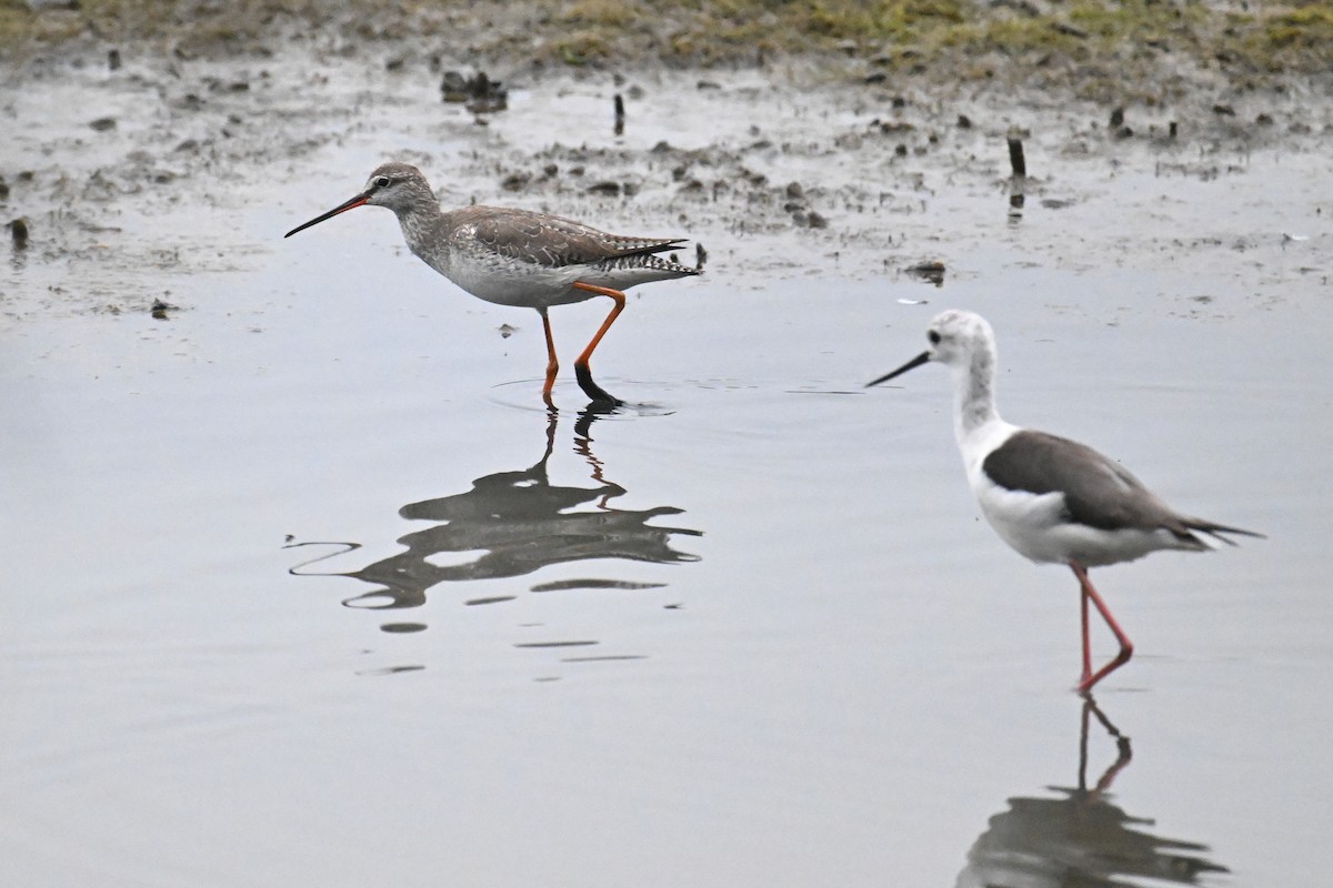 Spotted Redshank - Ting-Wei (廷維) HUNG (洪)